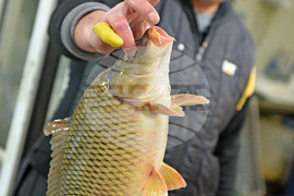 Варна - Рибна борса