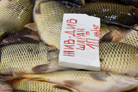 Варна - Рибна борса