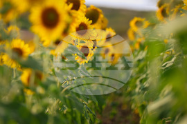 Бургас - слънчогледи