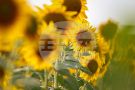 Бургас - слънчогледи