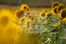 Бургас - слънчогледи