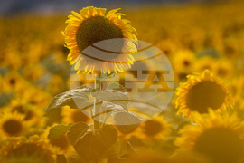 Бургас - слънчогледи