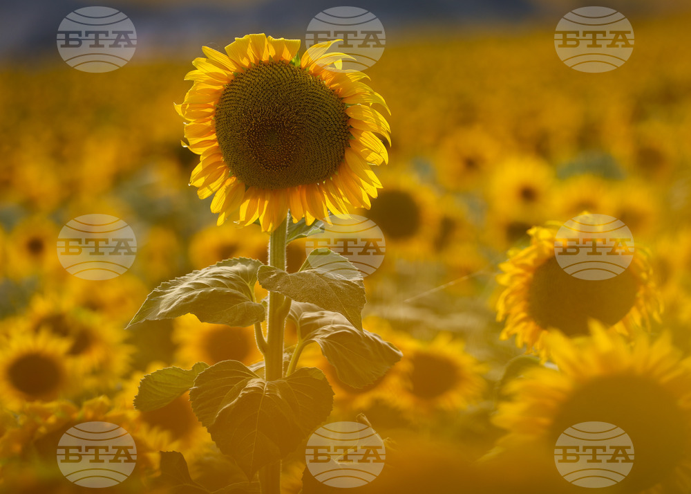 Бургас - слънчогледи