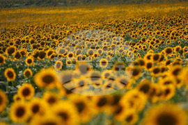 Бургас - слънчогледи