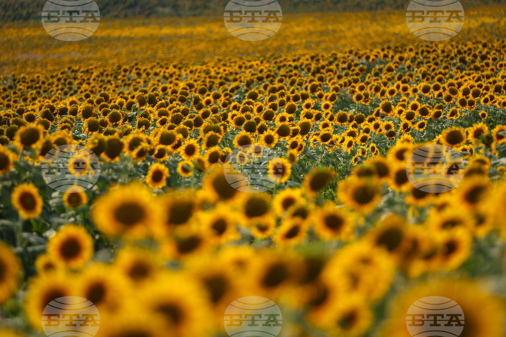 Бургас - слънчогледи