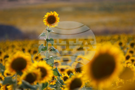 Бургас - слънчогледи