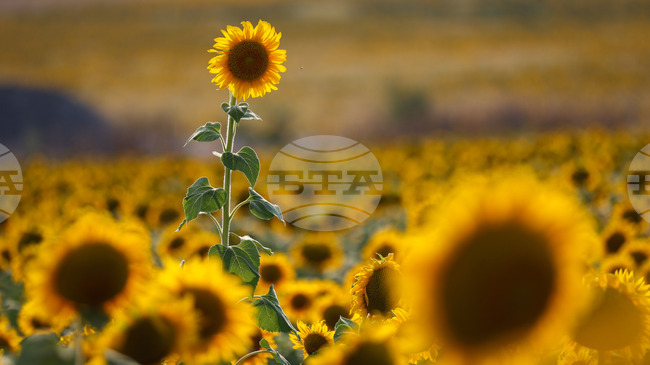 Европейска комисия отчете постигнатото в областта на селското стопанство за първата година на управлението си