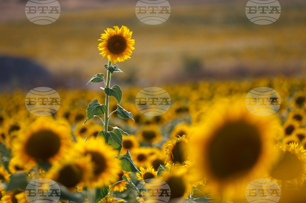 Бургас - слънчогледи