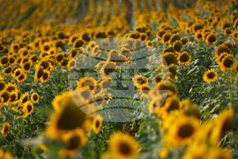 Бургас - слънчогледи