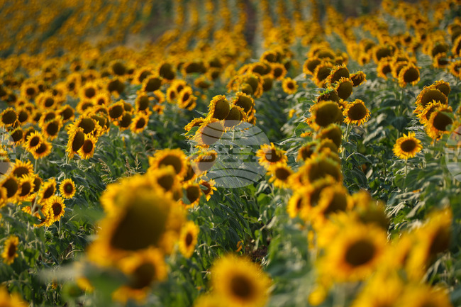 В петричкото село Кърналово се проведе информационна среща, свързана с директните плащания за земеделци