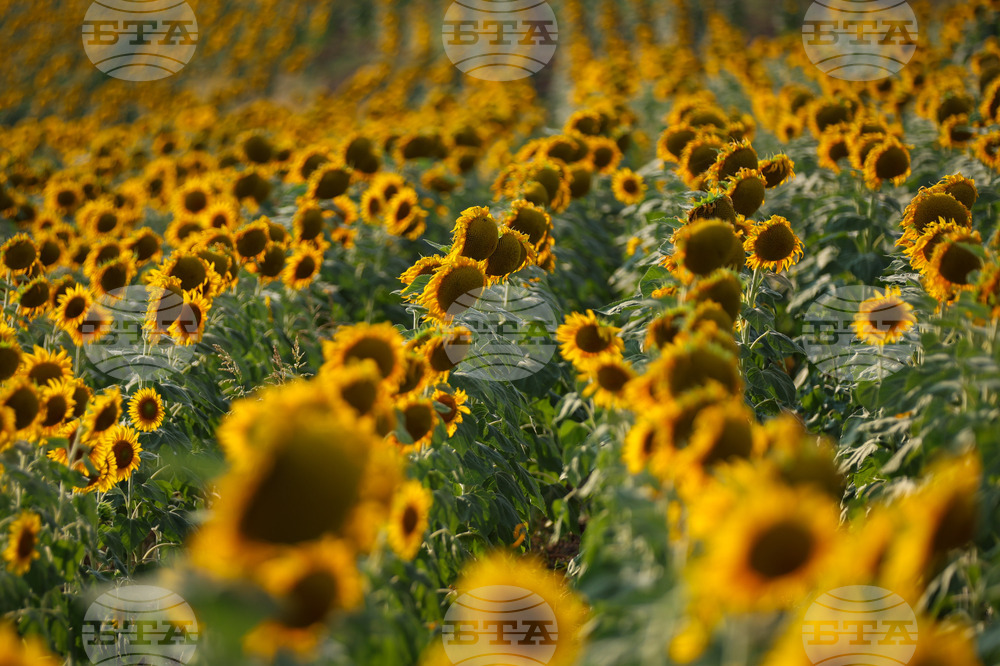 Бургас - слънчогледи