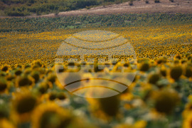 Бургас - слънчогледи