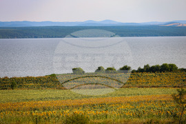 Бургас - слънчогледи