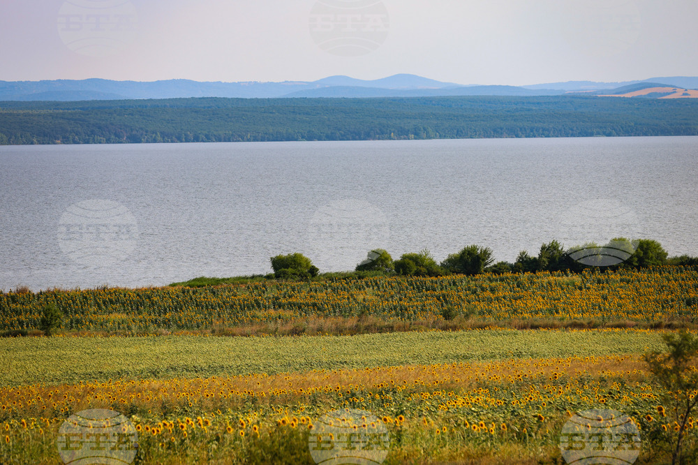 Бургас - слънчогледи
