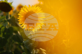 Бургас - слънчогледи