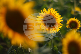 Бургас - слънчогледи