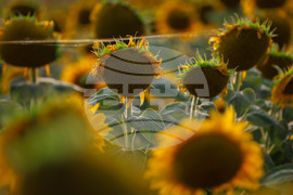 Бургас - слънчогледи