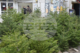 Варна - Коледни елхи