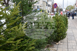 Варна - Коледни елхи