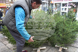Варна - Коледни елхи