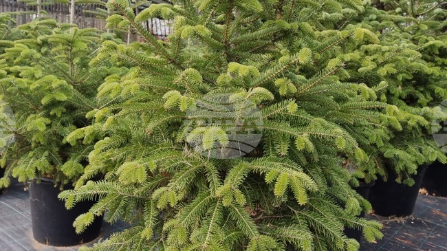 Югоизточното държавно предприятие пусна в продажба повече от 800 коледни дръвчета за сезон 2025