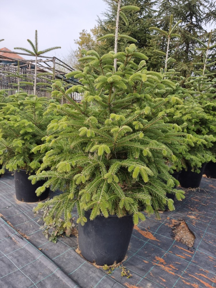 Югоизточното държавно предприятие пусна в продажба повече от 800 коледни дръвчета за сезон 2025