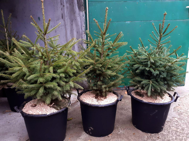 Стопанства от Североизточното държавно предприятие ще предложат на гражданите над 1400 коледни елхи на цени до 55 лева 