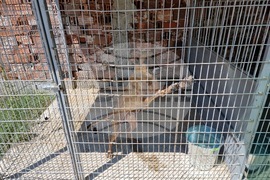 Самоков - Общински център за безстопанствени животни