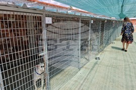 Самоков - Общински център за безстопанствени животни