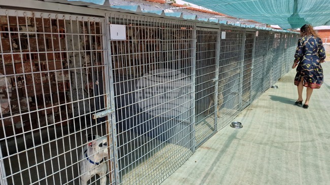 Жена от Самоков е приета в столична болница, след като е нахапана от две кучета, собственикът им е задържан до 24 часа