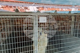 Самоков - Общински център за безстопанствени животни