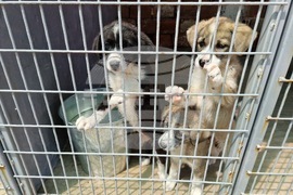 Самоков - Общински център за безстопанствени животни