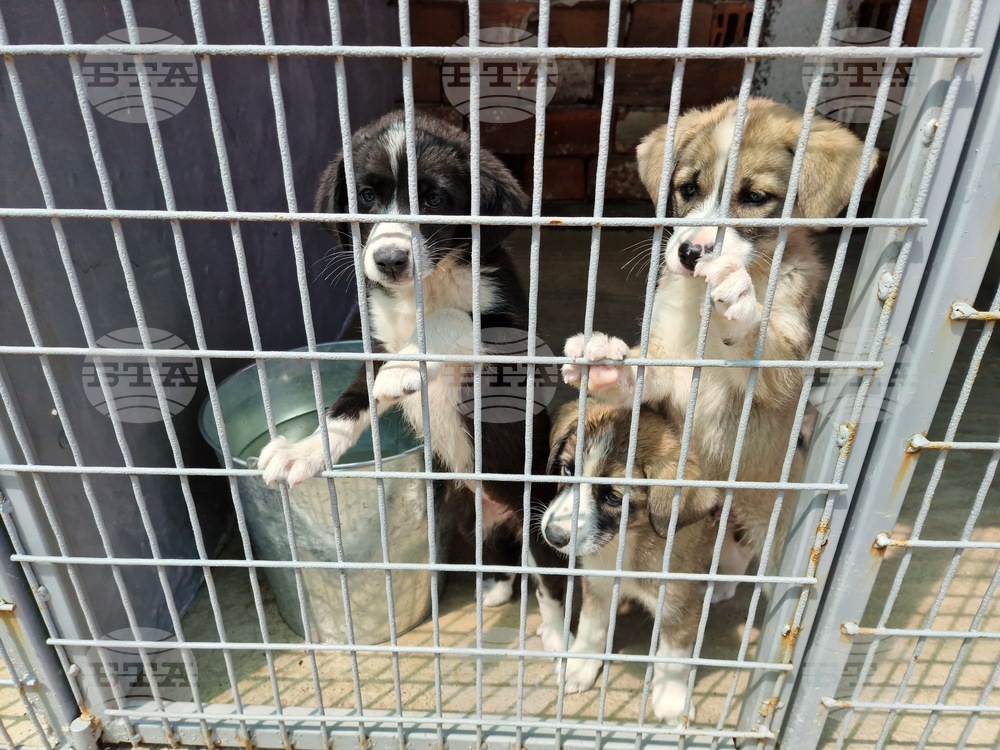 Ecoravnovesie Municipal Enterprise in Sofia Reports Improved Living Conditions in Dog Shelters in 2024