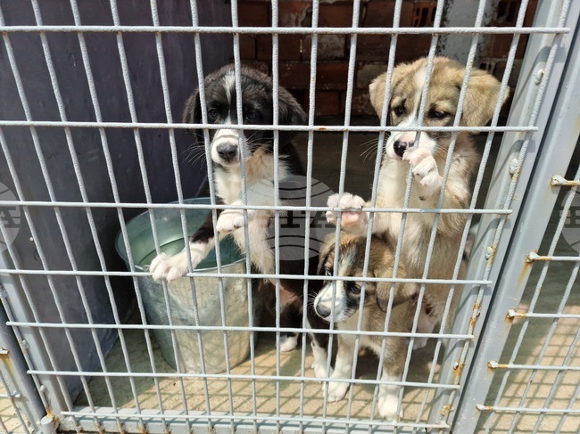 Ecoravnovesie Municipal Enterprise in Sofia Reports Improved Living Conditions in Dog Shelters in 2024