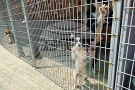 Самоков - Общински център за безстопанствени животни