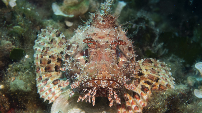 Migration of Marine Invasive Species Threatens Ecosystems, Swimmers in Turkiye