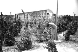 Откриване на Международния дом на журналистите във Варна през 1959 г.