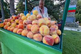 Село Гавраилово - празник "Златна праскова"