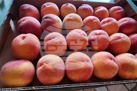 Село Гавраилово - празник "Златна праскова"