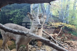 Благоевград - музей - обновена експозиция