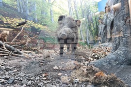 Благоевград - музей - обновена експозиция