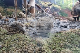 Благоевград - музей - обновена експозиция