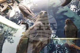 Благоевград - музей - обновена експозиция