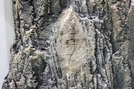 Благоевград - музей - обновена експозиция