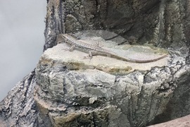 Благоевград - музей - обновена експозиция