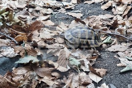 Благоевград - музей - обновена експозиция