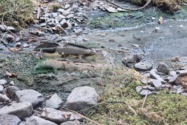 Благоевград - музей - обновена експозиция