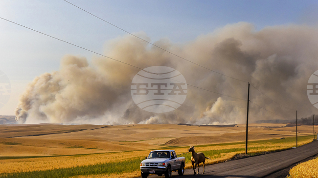 Цената на пшеницата се понижава заради слаба търговия и сигнали за изобилно предлагане