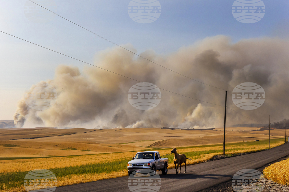 Цената на пшеницата се понижава заради слаба търговия и сигнали за изобилно предлагане