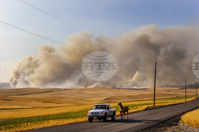 Цената на пшеницата се понижава заради слаба търговия и сигнали за изобилно предлагане